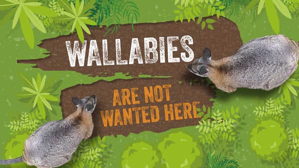 MPI Biosecurity Pest Wallabies Hero Image - Katrina Richmond